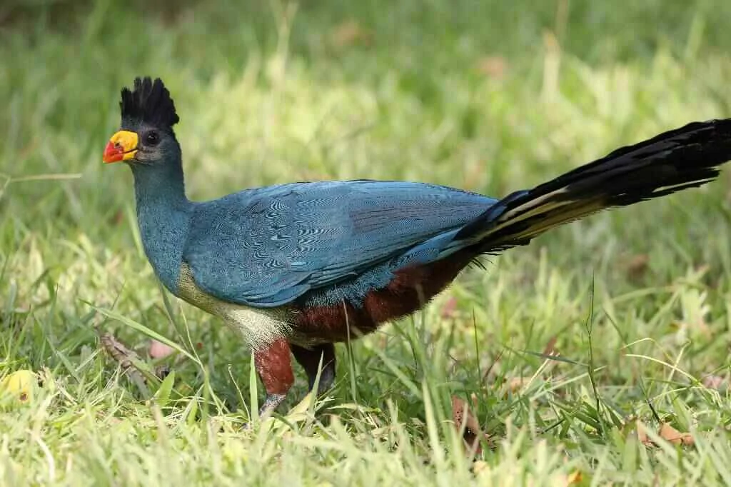 Great Blue Turacco